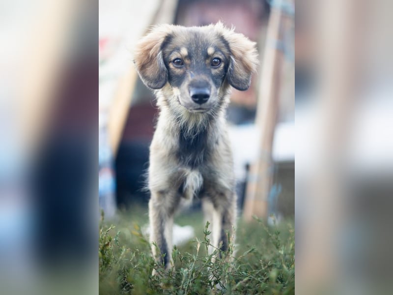 FELIA -wartet im Tierheim 79312 Emmendingen auf ihr liebevolles Für-immer-Zuhause