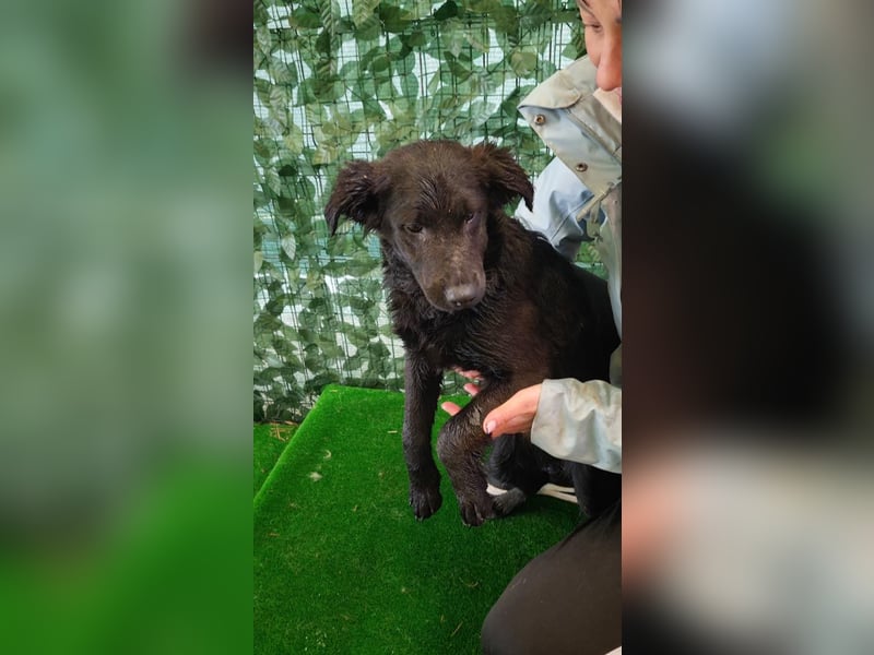 Freundliche MAGGY- wartet auf gepacktem Köfferchen auf ihre liebevolle Familie