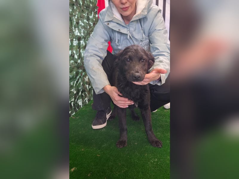 Freundliche MAGGY- wartet auf gepacktem Köfferchen auf ihre liebevolle Familie