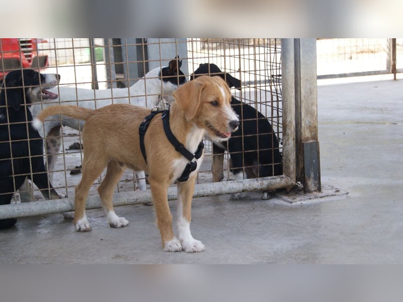 BROWNIE-Ein Herz auf vier Pfoten sucht sein zu Hause für immer
