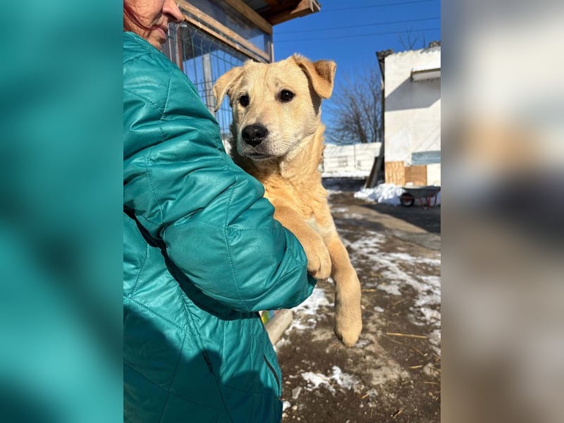 ZOE- verschmust, lieb, menschenbezogen, bereit für ihre liebevolle Für-immer-Familie