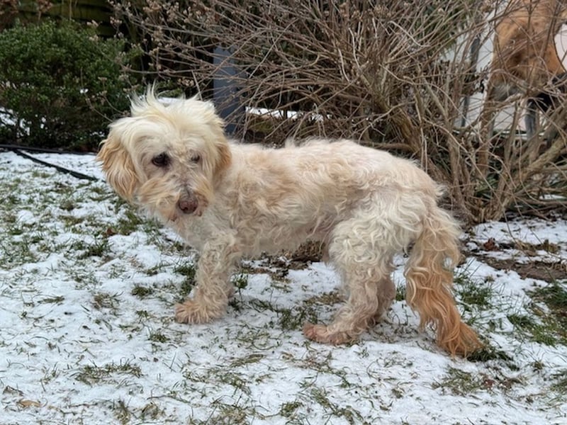 JHONNY-wahrer Schatz auf 4 Pfoten erobert alle Herzen, wartet sehnsüchtig auf sein Für-immer-Zuhause