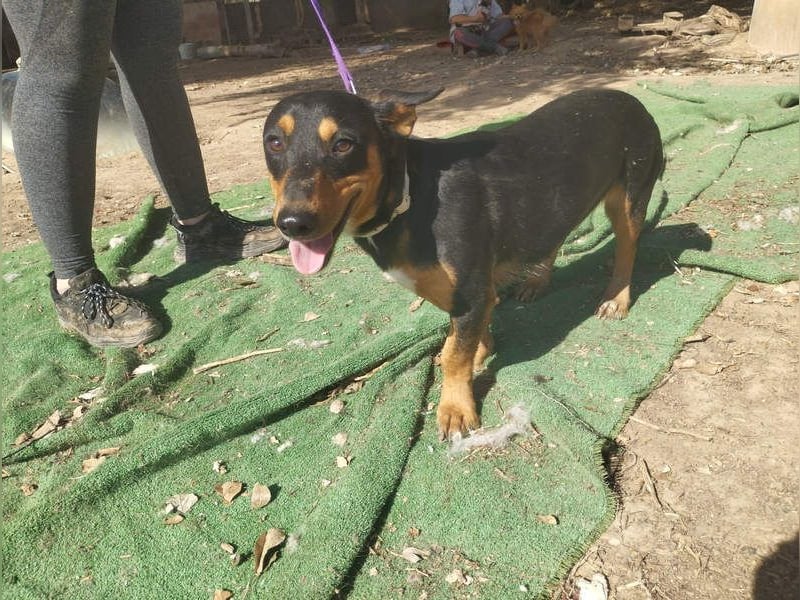 OZZY-fröhliches, offenes, liebenswertes Kerlchen sucht seine "Für-immer-Familie"