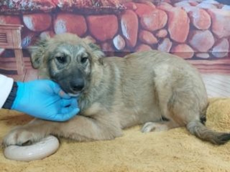 TOBY-sehr freundlich und außerordentlich verschmust