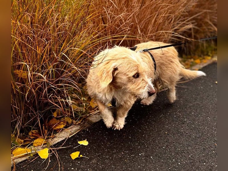 Süße JUNO sucht ihre liebevolle Für-immer-Familie