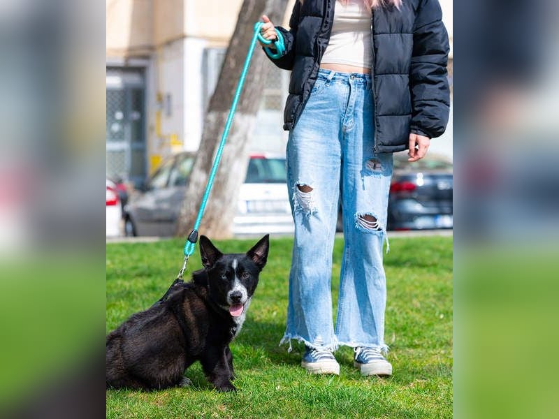 NORR-kleiner Sonnenschein, sehr lieb, ausgeglichen, verspielt, menschenbezogen