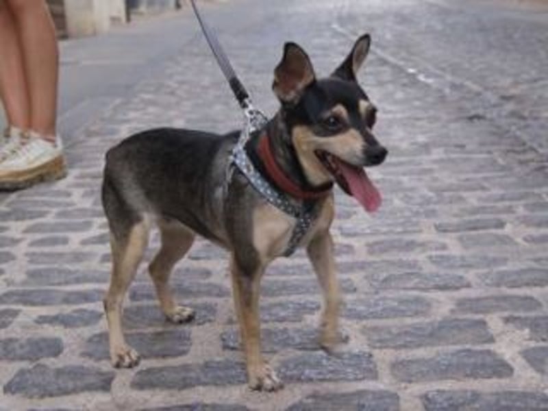 MINA-möchte kuscheln, toben, spielen und die Welt entdecken