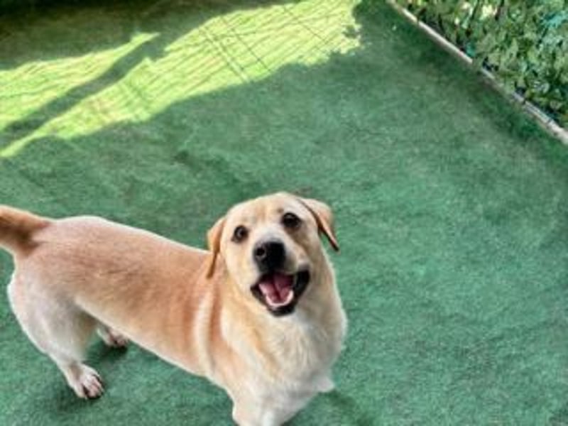 NEMO-sehr verspieltes lustiges kleines Kerlchen