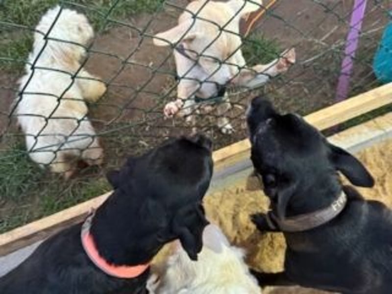 Sonnenschein NIRVANA ist bereit für sein liebevolles "Für-immer-Zuhause"