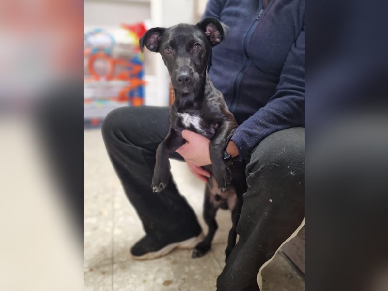 CHICO-sozial,umgänglich,schon gut erzogen sucht er auf gepacktem Köfferchen  sein Für-immer-Zuhause