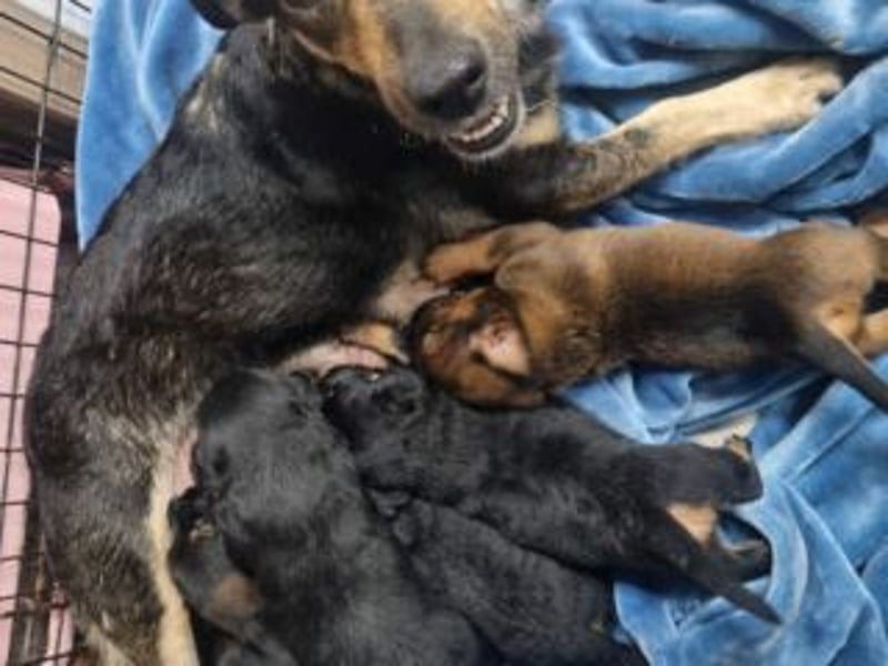 FARAH-kleiner Wirbelwind sucht seine Menschenfamilie