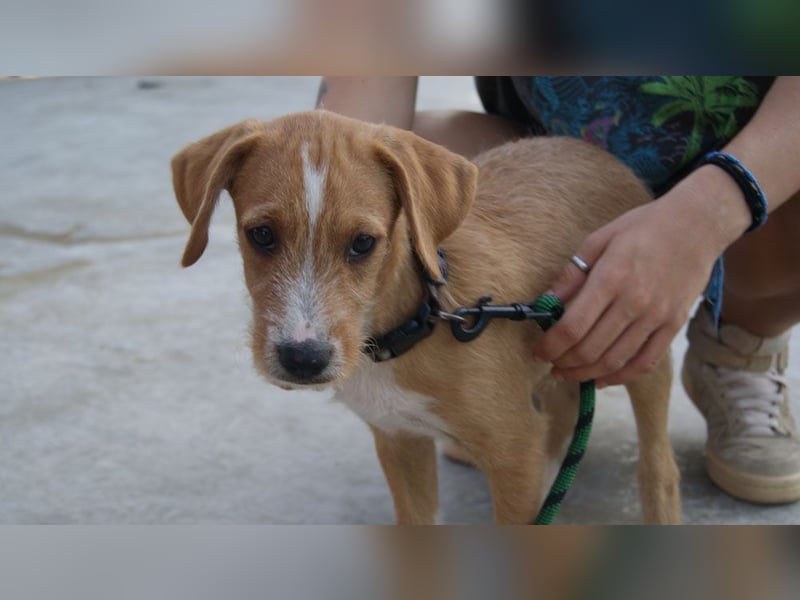 BROWNIE-Ein Herz auf vier Pfoten sucht sein zu Hause für immer