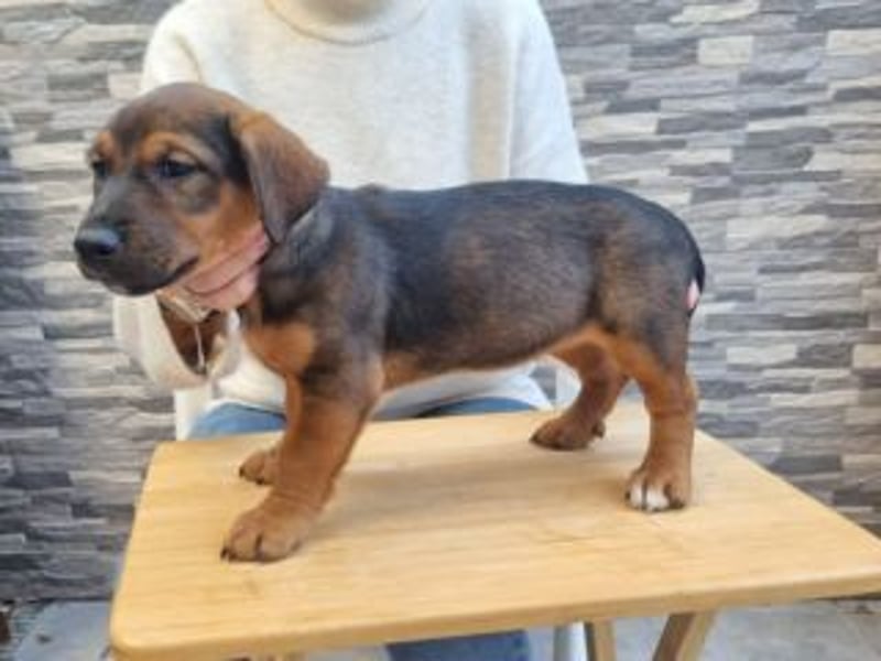 FARAH-kleiner Wirbelwind sucht seine Menschenfamilie