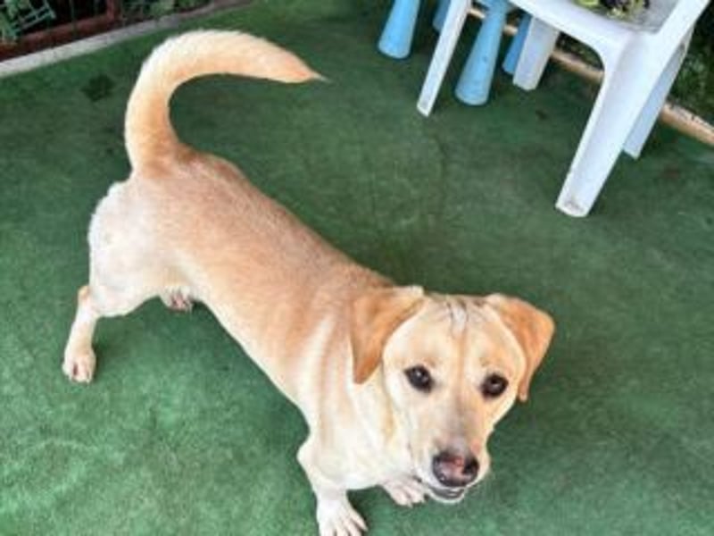 NEMO-sehr verspieltes lustiges kleines Kerlchen