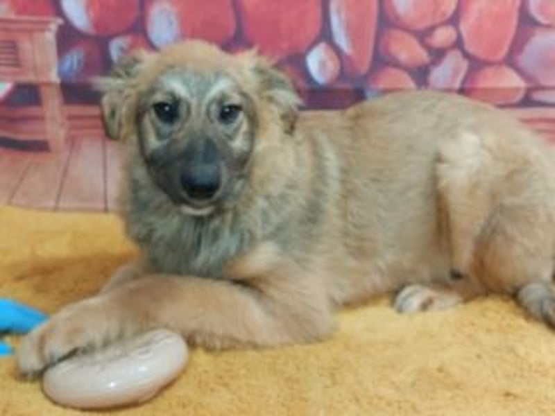 TOBY-sehr freundlich und außerordentlich verschmust