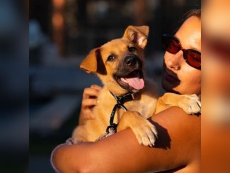 SCOOBY-Kleine Pfoten und riesiges Herz – Scooby sucht sein Für-immer-Zuhause