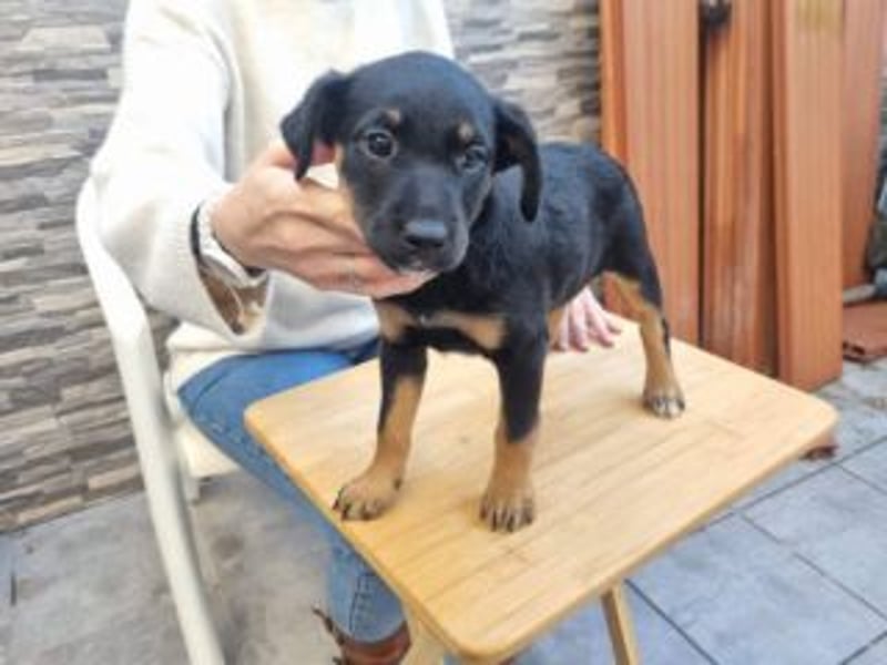 PATITA-kleine Pfoten suchen großes Glück