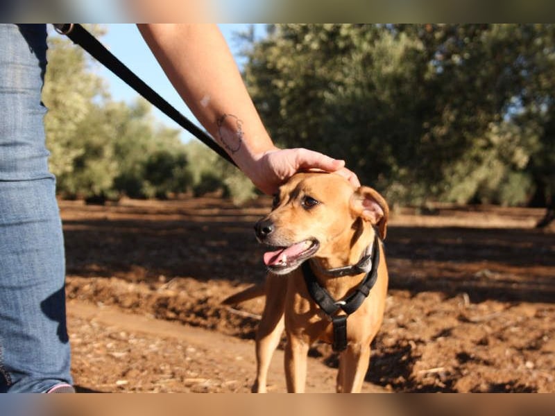 LUNA- pure Lebensfreude trifft mitten ins Herz. Gute-Laune-Mädchen sucht liebevolles Zuhause