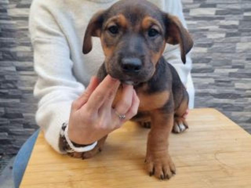 FARAH-kleiner Wirbelwind sucht seine Menschenfamilie