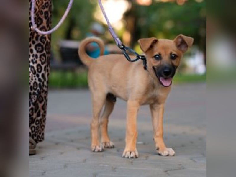 SCOOBY-Kleine Pfoten und riesiges Herz – Scooby sucht sein Für-immer-Zuhause