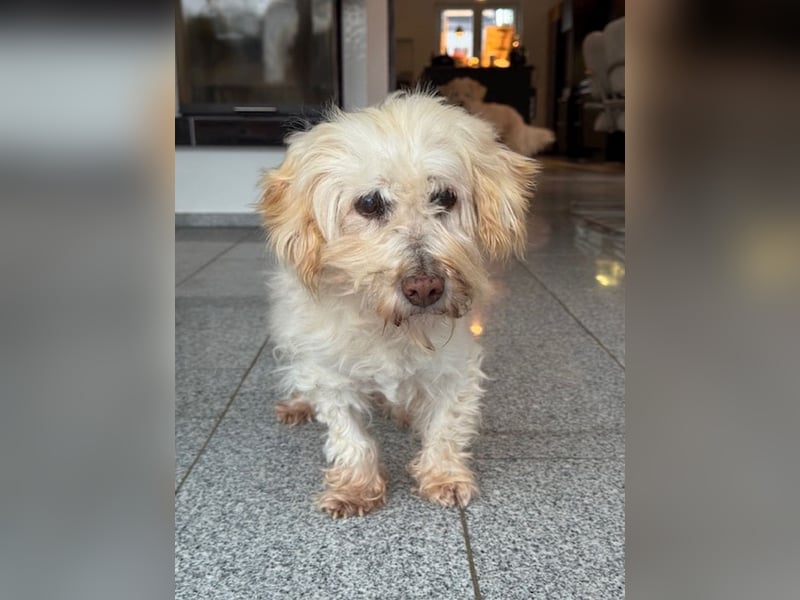 JHONNY-wahrer Schatz auf 4 Pfoten erobert alle Herzen, wartet sehnsüchtig auf sein Für-immer-Zuhause