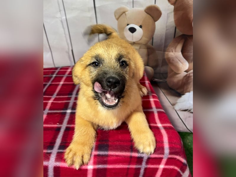 Scout – will endlich mehr erleben als den tristen Tierheimalltag