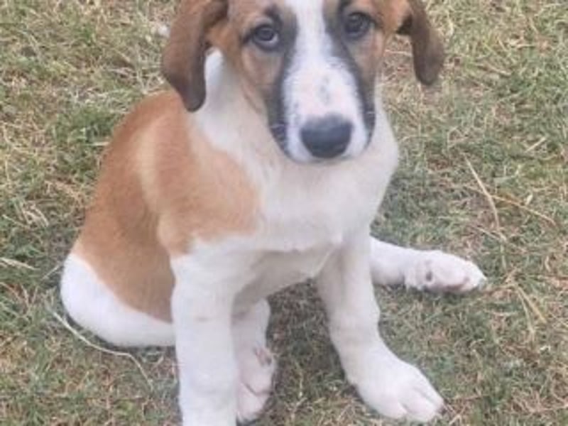 SPARTA-ist gerne mittendrin statt nur dabei und liebt es zu kuscheln und zu schmusen