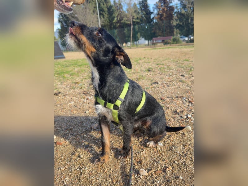 KOMO-unkomplizierter, kleiner Herzensbrecher, auf der Suche nach seinem Zuhause