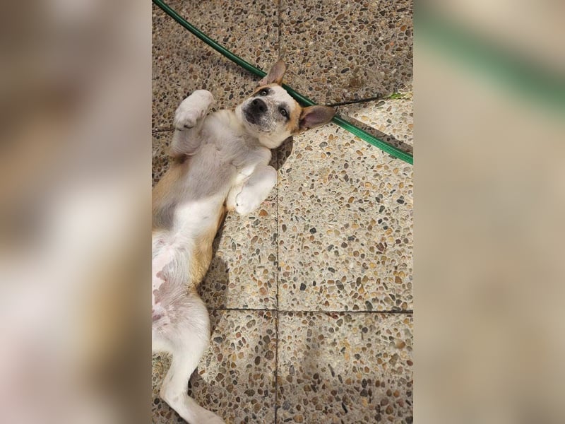 Kleine FLORA-alleine auf den Straßen unterwegs sucht sehnsüchtig liebevolles Zuhause