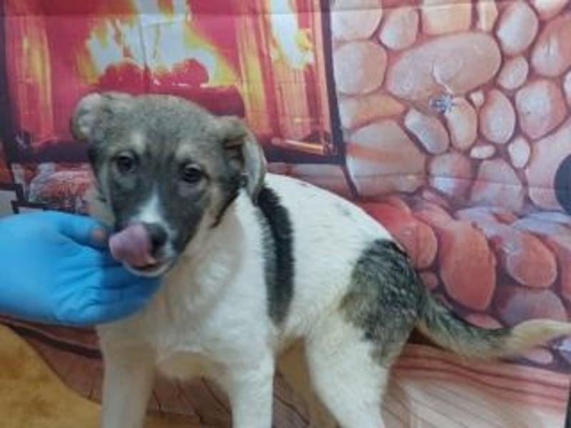 Wer möchte-LUCY-mit Geduld, Humor und Konsequenz den Weg in ein glückliches Leben zu ermöglichen?