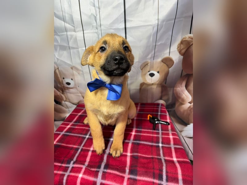 Zuckersüßer Buddy– wartet in 88677 Markdorf auf sein liebevolles Für-immer-Zuhause