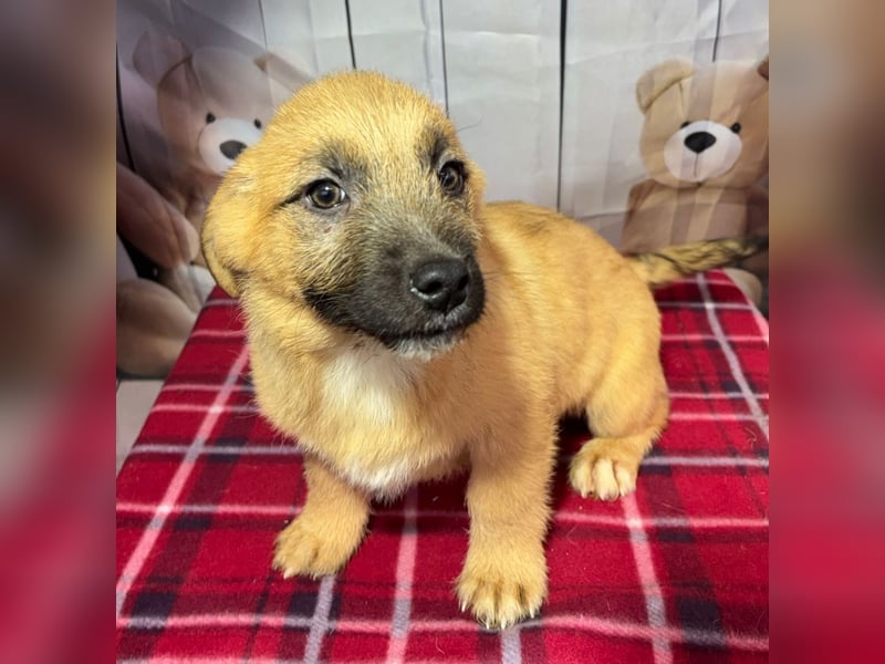 Scout – will endlich mehr erleben als den tristen Tierheimalltag