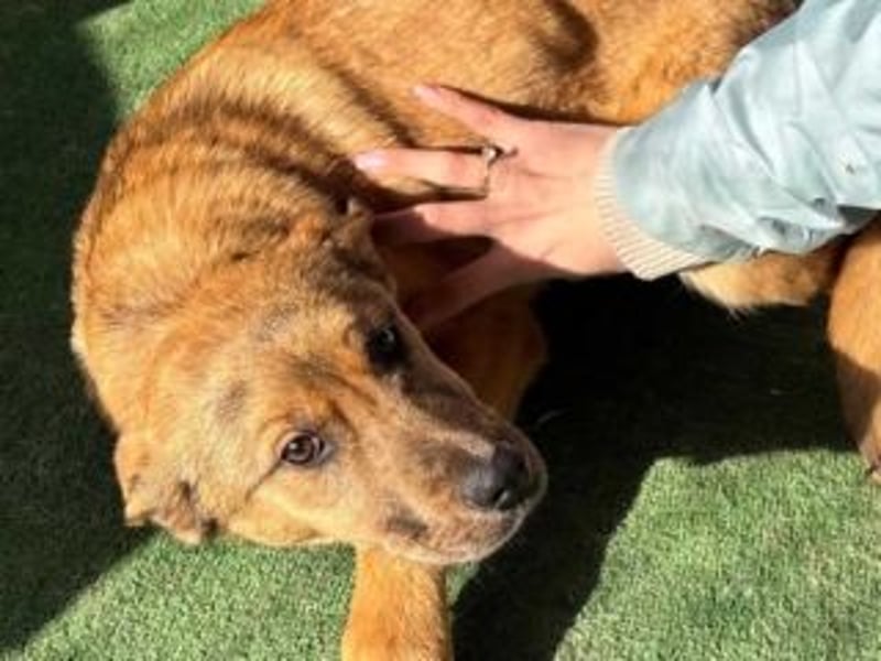 PRINCESS-Wären Sie bereit, Princess zum Teil Ihrer Familie zu machen?