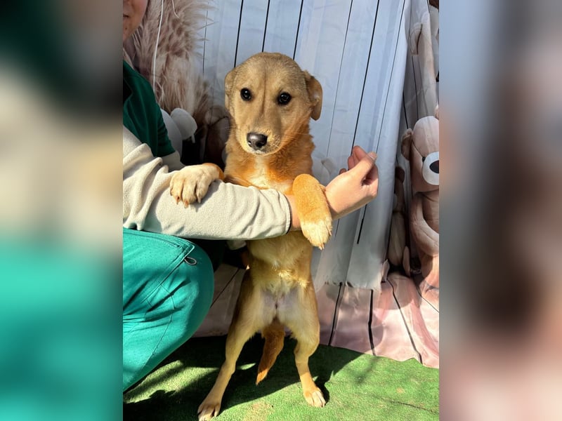 Hübsche IRIS-verschmust, liebesbedürftig sucht sie dringend ihr liebevolles Für-immer-Zuhause