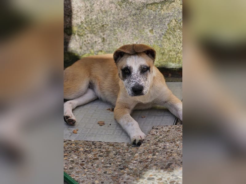 Kleine FLORA-alleine auf den Straßen unterwegs sucht sehnsüchtig liebevolles Zuhause