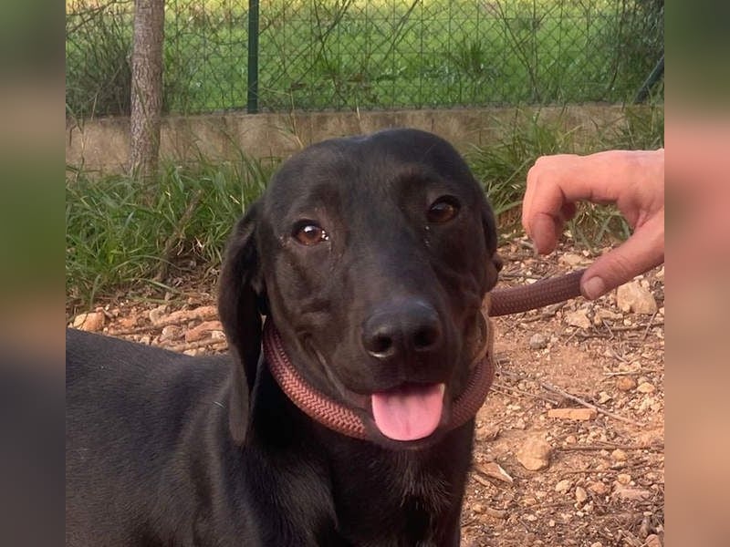 CAPO-ein kleiner,schwarzer Hundejunge,der sofort alle Herzen erobert auf der Suche nach se Familie