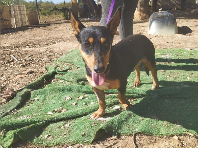 OZZY-fröhliches, offenes, liebenswertes Kerlchen sucht seine "Für-immer-Familie"