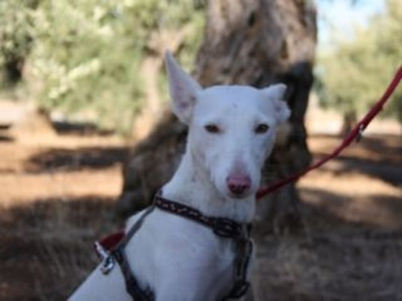 MILA- bezauberndes Wesen besticht auch durch ihre wunderschöne Ausstrahlung