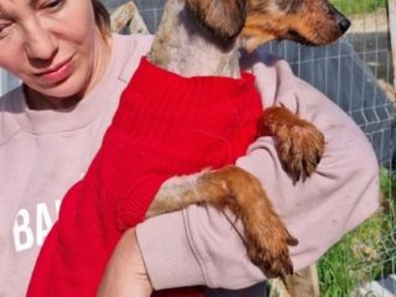 TUCKER-zarter, liebenswerter kleiner Hundebub