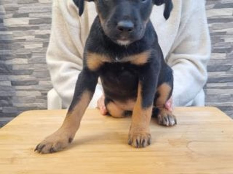 PATITA-kleine Pfoten suchen großes Glück