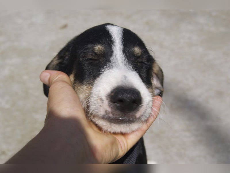 FRITZ-bezaubernder, fröhlicher, aufgeweckter Bub auf der Suche nach liebevoller Für-immer-Familie