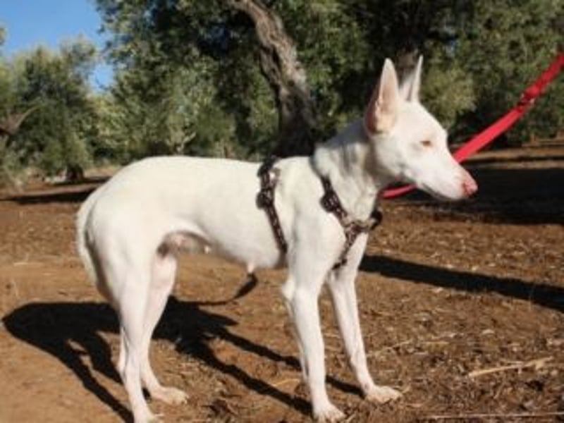 MILA- bezauberndes Wesen besticht auch durch ihre wunderschöne Ausstrahlung