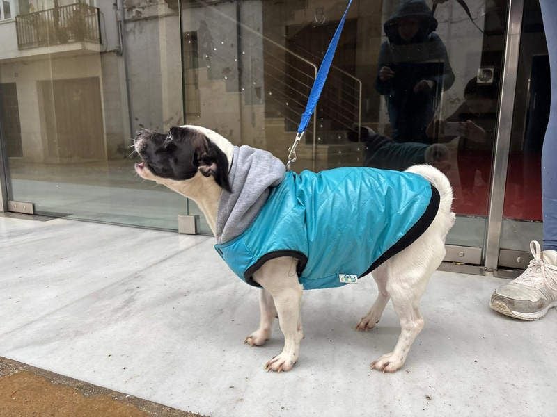 RUMI-kleines Herz auf 4 Pfoten, sanft, ruhig, liebt Kinder und Menschen -wo wartet seine Familie