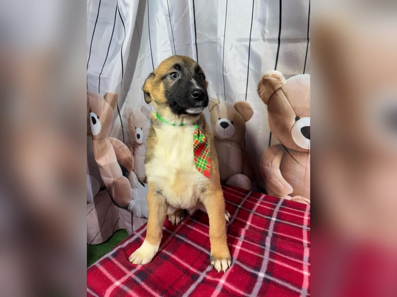 Max – hat sein Köfferchen schon gepackt