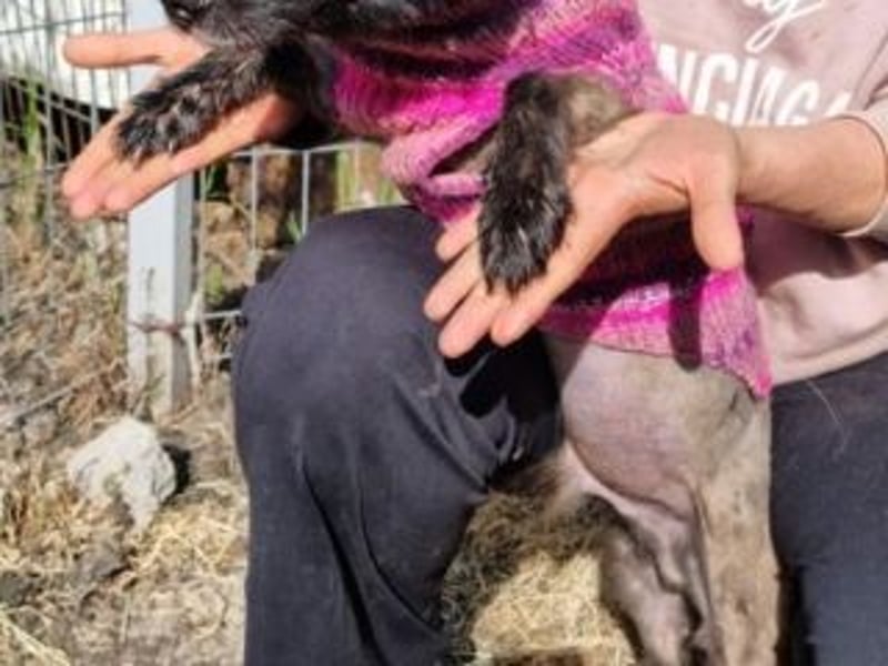 NERO-freundlicher, wenn auch noch etwas schüchterner junger Hund