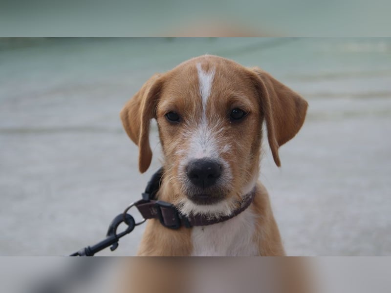 BROWNIE-Ein Herz auf vier Pfoten sucht sein zu Hause für immer