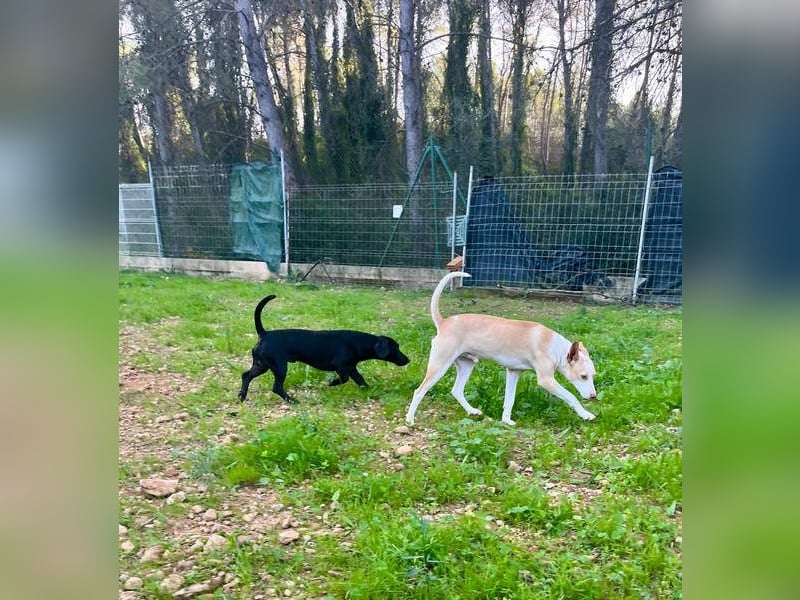 CAPO-ein kleiner,schwarzer Hundejunge,der sofort alle Herzen erobert auf der Suche nach se Familie