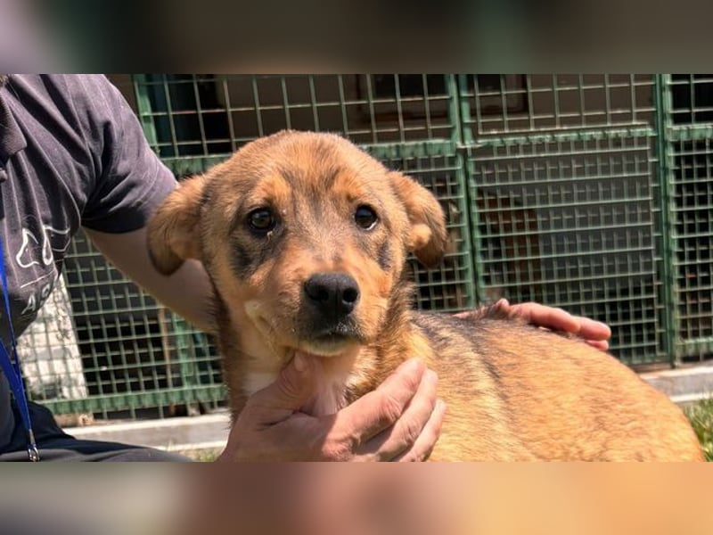 GUNNER - wer verliebt sich in diesen kleinen Schatz und schenkt ihm ein liebevolles Zuhause?