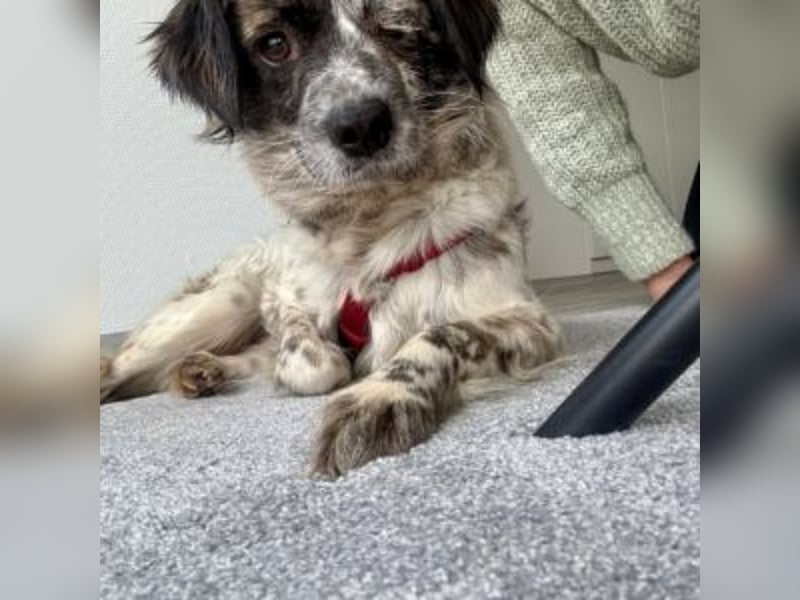 MAGGIE-sucht ein Menschenherz, das ihr die Welt zeigt