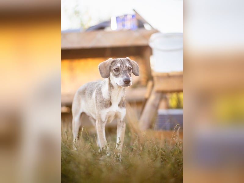 MILO - wartet auf Pflegestelle in 79206 Breisach auf ein gutes Zuhause